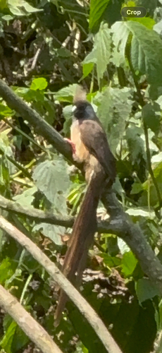 Speckled Mousebird