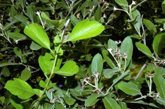 Crataegus × canescens