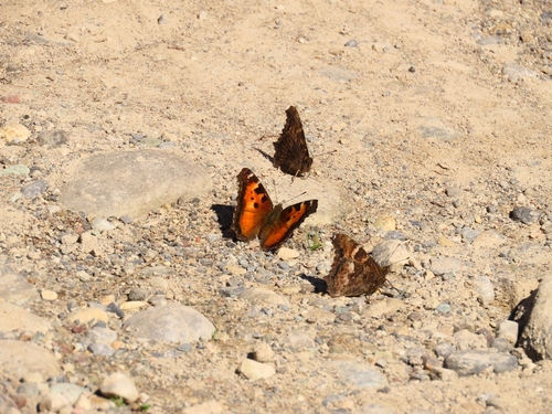 California Tortoiseshell
