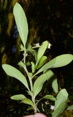 Crataegus × canescens