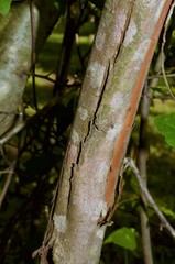 Crataegus × canescens