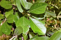 Crataegus × canescens