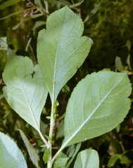 Crataegus × canescens