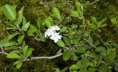 Crataegus × canescens