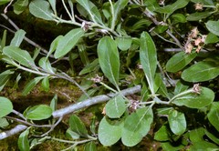 Crataegus × canescens