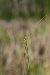 Carex canescens
