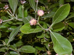 Crataegus × canescens