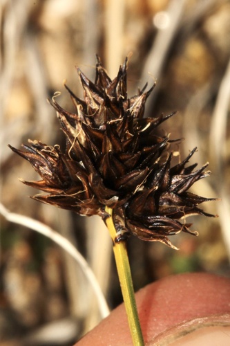 Carex macloviana, 2026-09-18