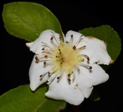 Crataegus × canescens