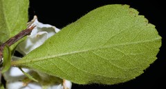 Crataegus × canescens