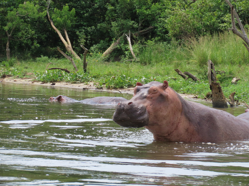 Common Hippopotamus