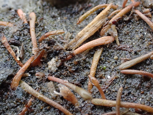 Limosella australis