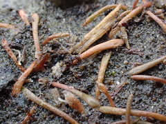 Limosella australis