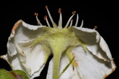 Crataegus × canescens