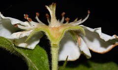 Crataegus × canescens