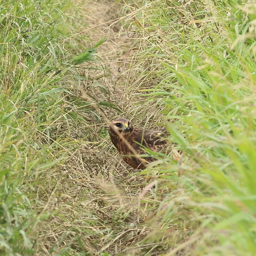 Northern Harrier