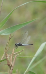 Brachydiplax sobrina