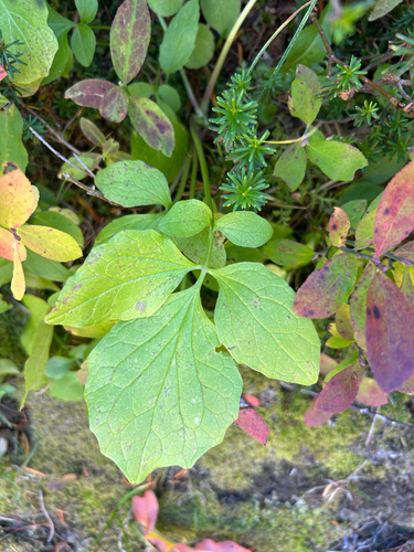 Valeriana sitchensis, 2026-09-17