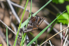 Euclidia ardita
