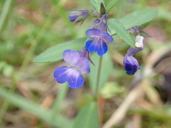 Collinsia grandiflora