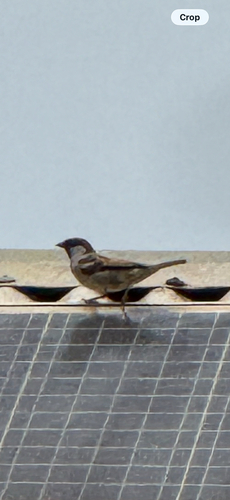 House Sparrow
