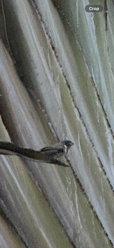Bronze Mannikin