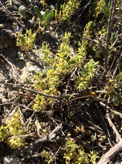 Lysimachia linum-stellatum