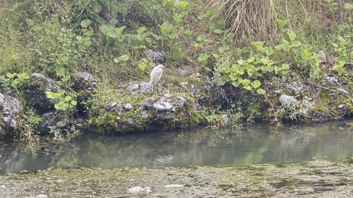 Little Egret
