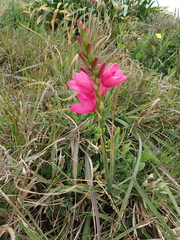 Ixia maculata, photograph (c) Arnim Littek, some rights reserved (CC BY)