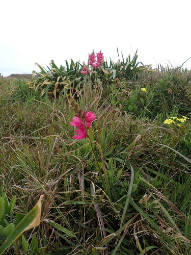 Ixia maculata, photograph 1