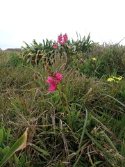 Ixia maculata