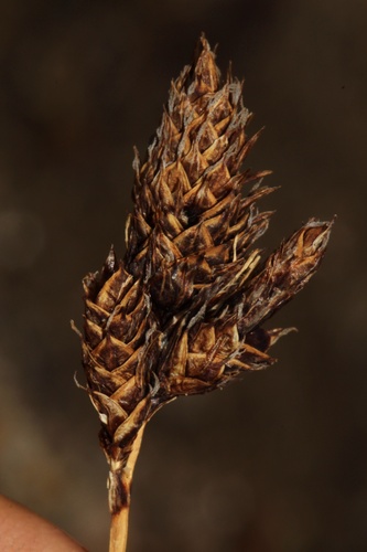 Carex heteroneura observed 2026-09-18