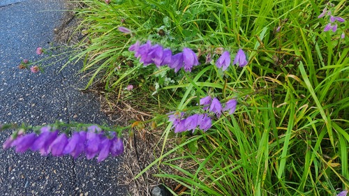 Creeping Bellflower