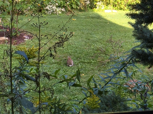 Eastern Cottontail