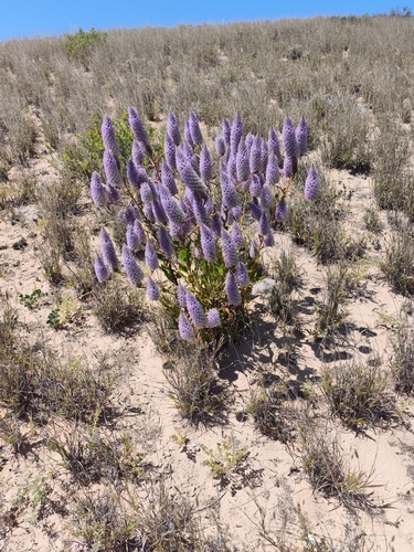 Ptilotus exaltatus, photograph 3