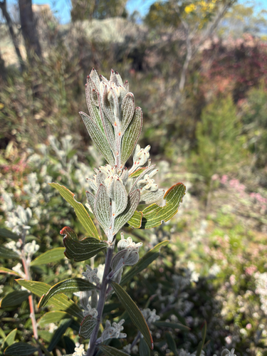 Acacia lanigera observed 2026-09-19