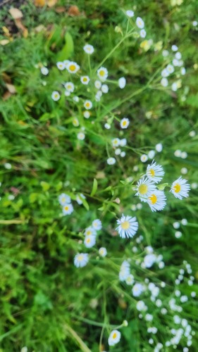 annual fleabane