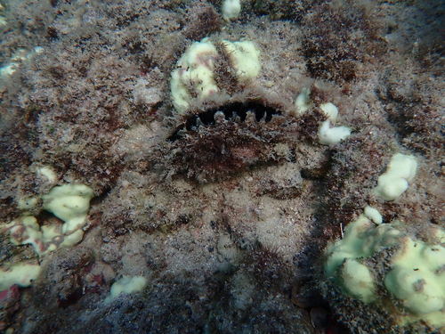 Pinctada mazatlanica observed 2026-09-17