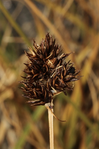 Carex macloviana, 2026-09-18