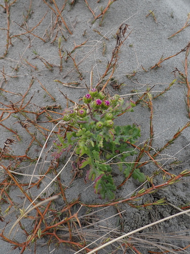 Senecio elegans, photograph 6