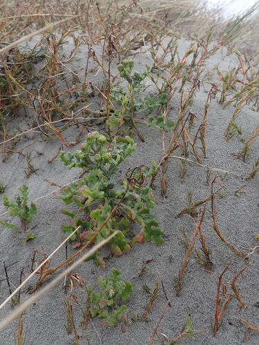 Senecio elegans, photograph 5