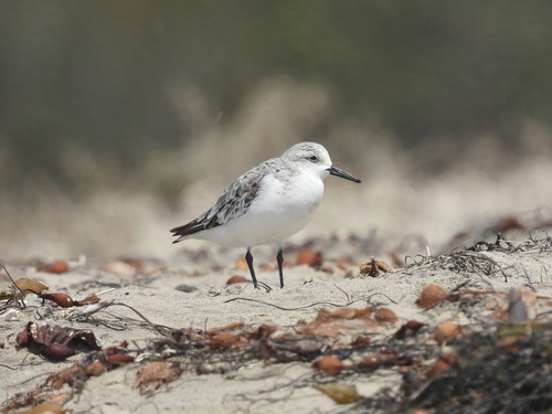 iNaturalist observation photo of Sanderling