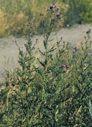 Dirvinė usnis nuotrauka