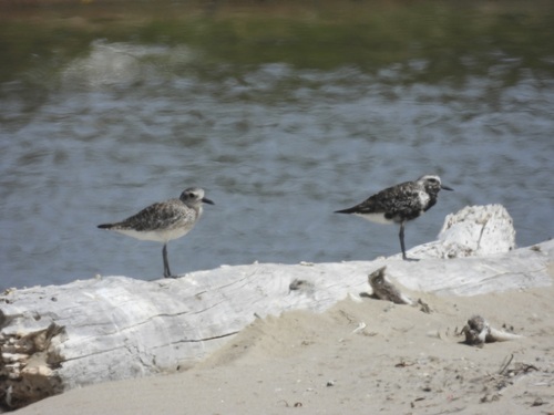 iNaturalist observation photo of Black-bellied Plover