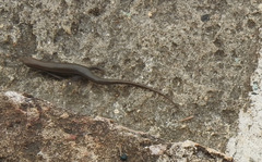 Marisora brachypoda