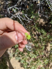 Arctostaphylos pungens
