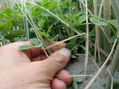 Melilotus indicus