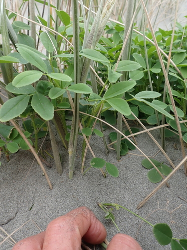 Melilotus indicus, photograph 1