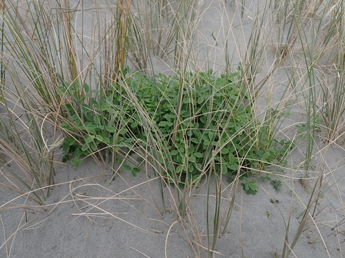 Melilotus indicus, photograph 2
