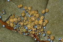 Chthamalus antennatus